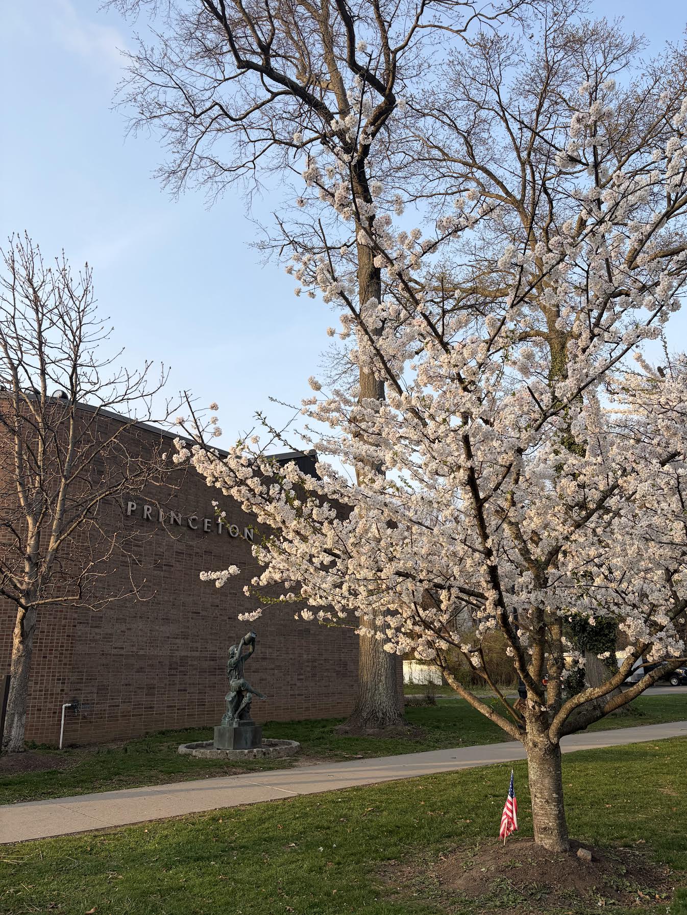 Cherry blossoms outside a Princeton building